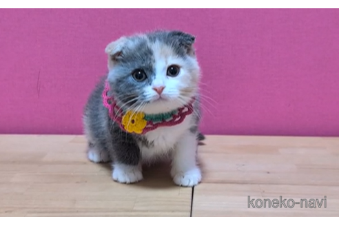 成約済の東京都のスコティッシュフォールド(折れ耳)-103706の3枚目